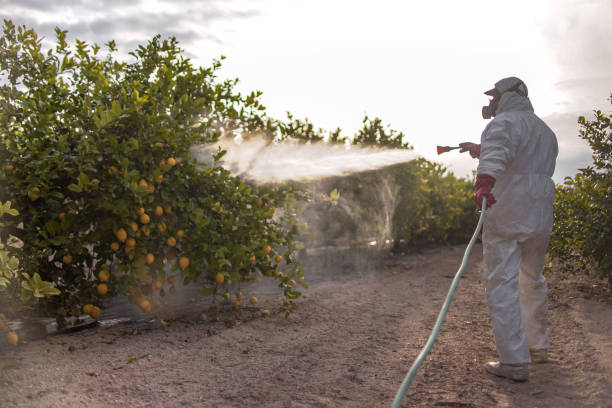 Best Exterminator Services  in Shongopovi, AZ