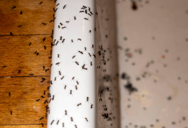 Best Pest Control for Homes  in Shongopovi, AZ