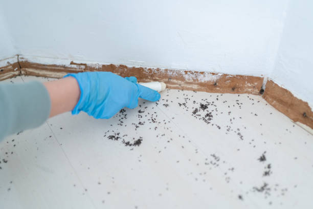 Best Pest Inspection Near Me  in Shongopovi, AZ
